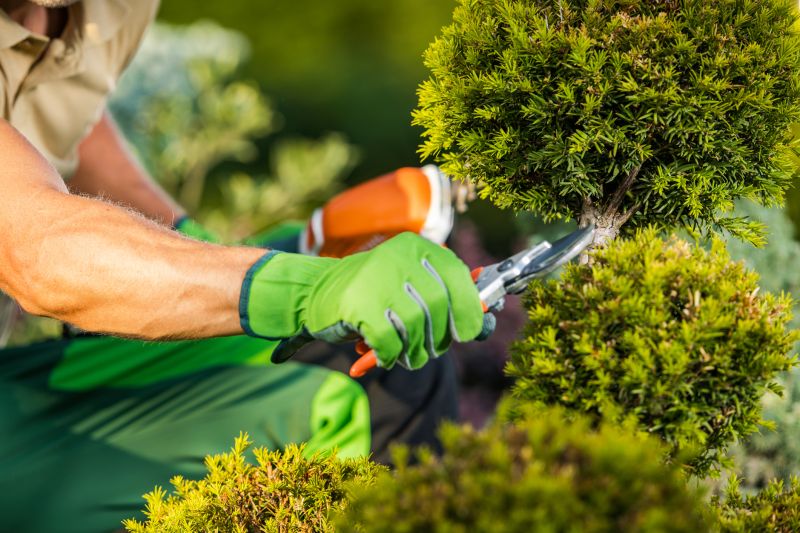 Tree and Shrub Care Experts
