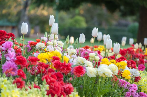 Gardening Service in Buford