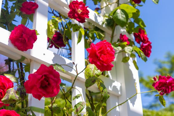 Home Gardening Service in Buford
