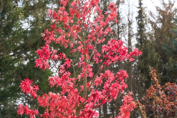 Japanese Maple Planting in Buford