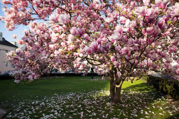 Magnolia Tree Planting in Buford