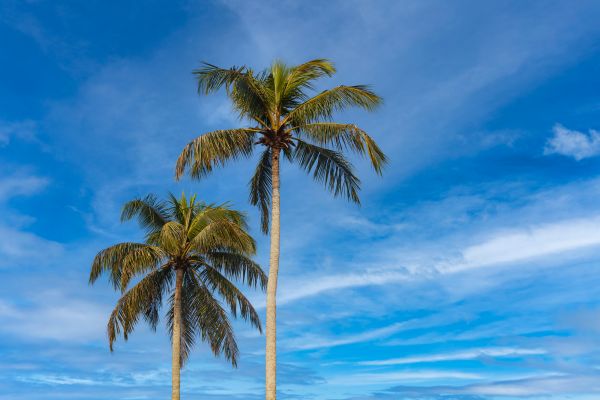 Palm Tree Planting in Buford
