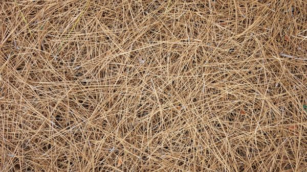 Pine Needles Delivery in Buford