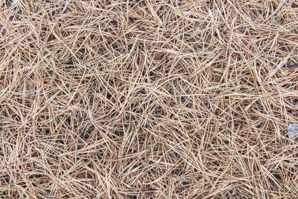 Pine Straw Installation in Buford