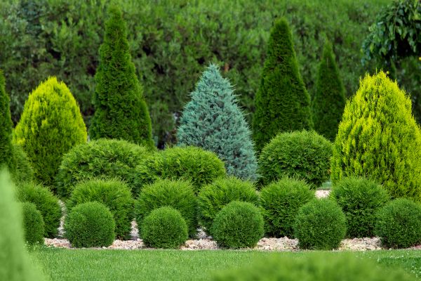 Shrub Replacement in Buford