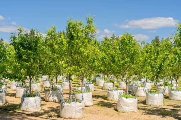 Tree Planting Service in Buford