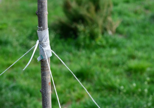 Tree Staking Service in Buford