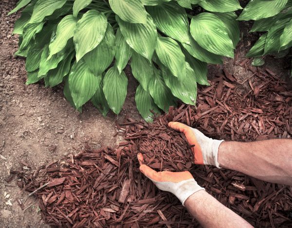 Shredded Mulch Service in Buford