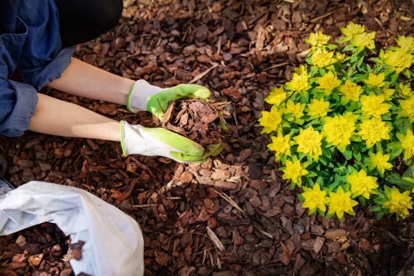 Pine Bark Mulch Installation in Buford