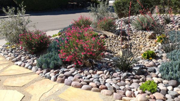 Xeriscape Landscaping in Buford