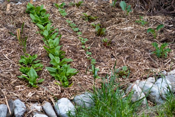 Mulch Service in Buford