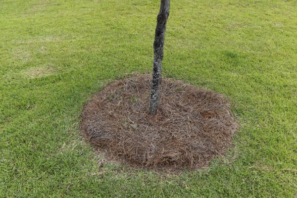 Pine Straw Spreading in Buford