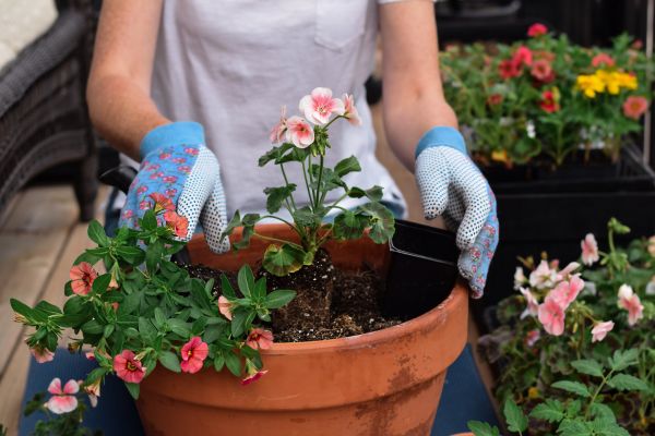 Plant Care Service in Buford