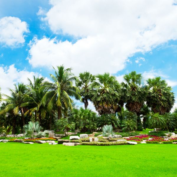 Tropical Landscaping in Buford