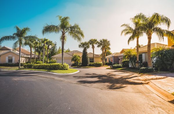 Palm Tree Landscaping in Buford