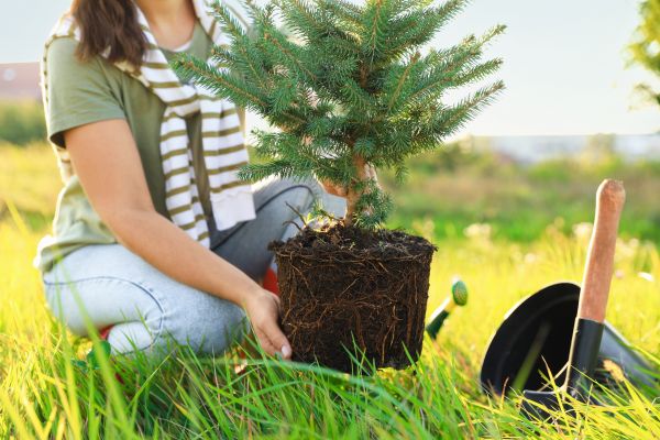 Spruce Tree Planting in Buford