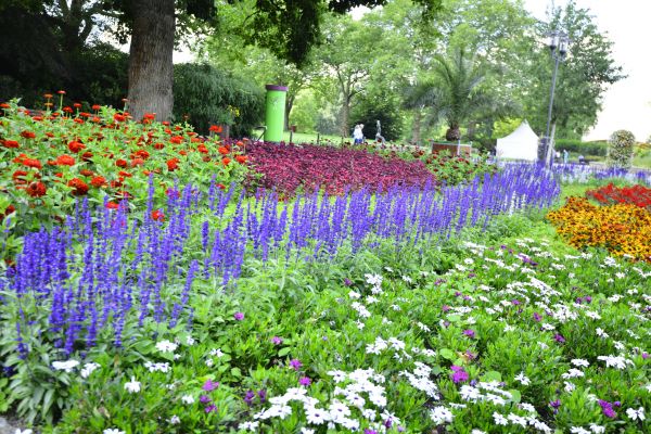 Perennials Planting in Buford