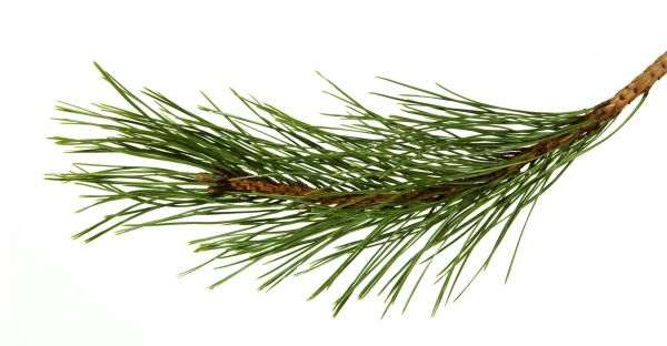 Pine Needles Installation in Buford