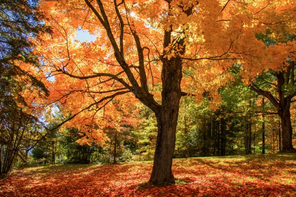 Maple Tree Planting in Buford