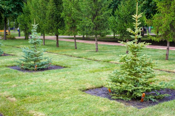 Privacy Trees Planting in Buford