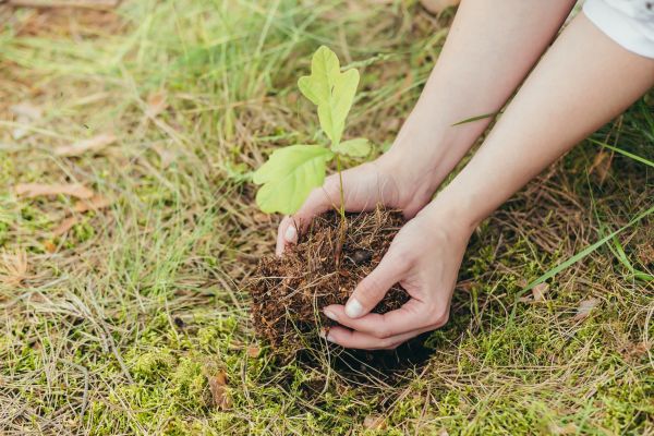 Oak Tree Planting in Buford