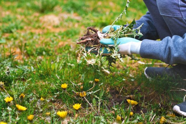 Flower Bed Clearing in Buford