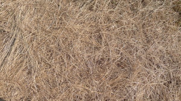 Pine Straw Replacement in Buford