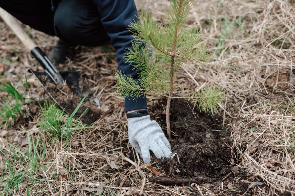 Pine Tree Planting in Buford