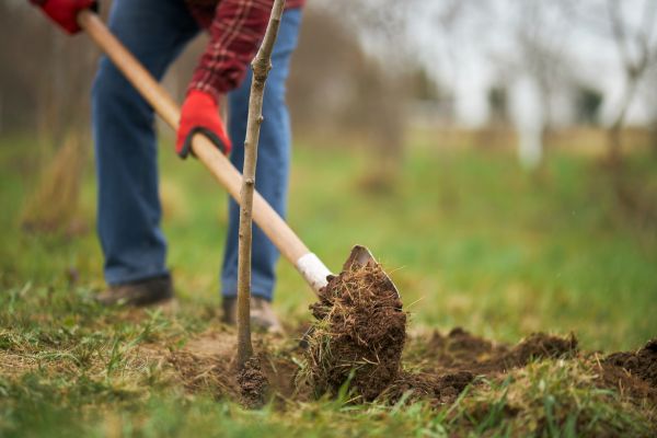 Trees Planting in Buford