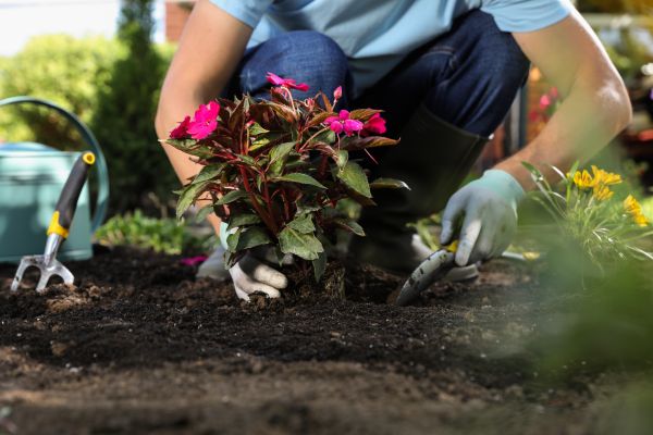 Plant Replacement in Buford