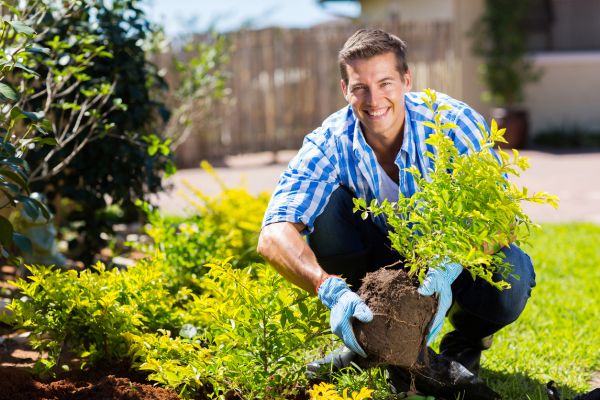 Shrub Landscaping in Buford