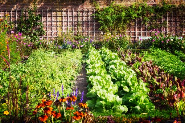 Garden Planting Service in Buford