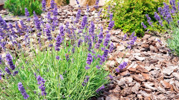 Pine Bark Landscaping in Buford