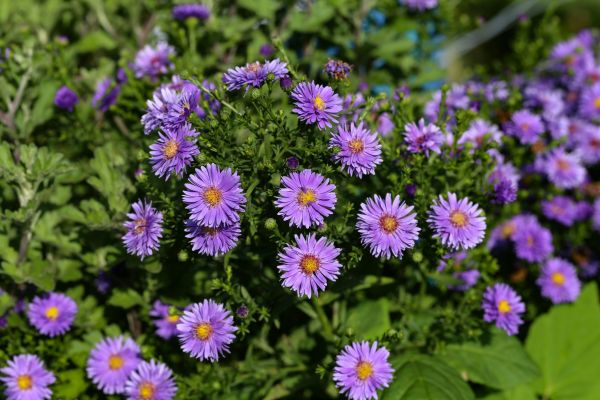 Perennial Flower Planting in Buford