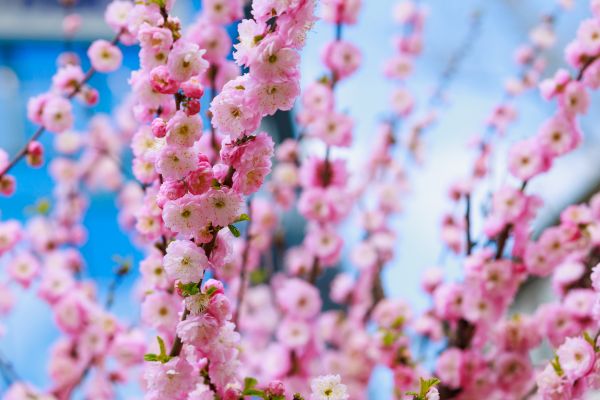 Japanese Cherry Tree Planting in Buford