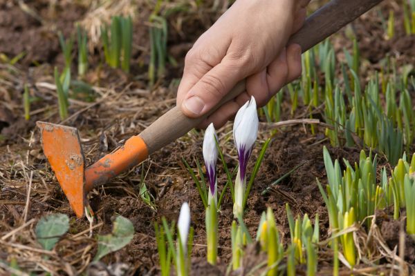 Flower Garden Weeding in Buford