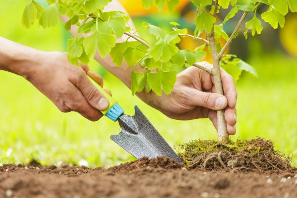 Fruit Tree Planting in Buford