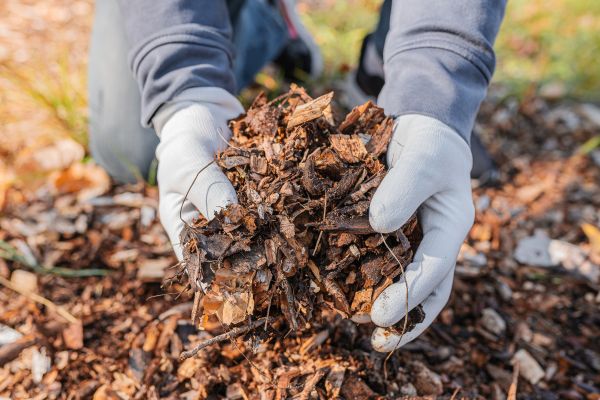 Shredded Mulch Installation in Buford