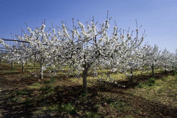 Orchard Planting in Buford
