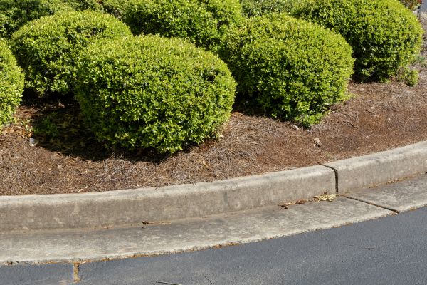 Pine Mulch Installation in Buford