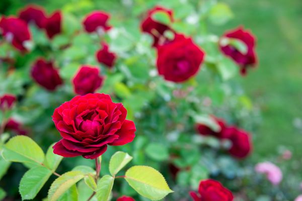 Rose Planting in Buford
