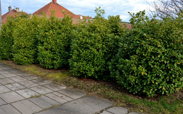 Privacy Shrub Installation in Buford