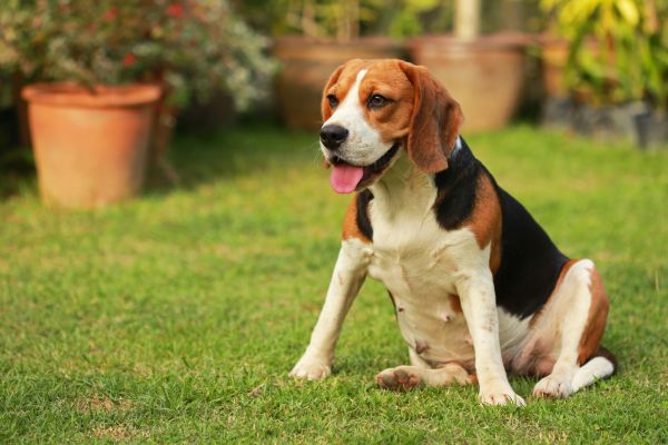 Dog Friendly Landscaping in Buford