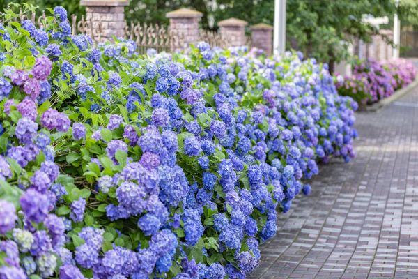 Hydrangea Landscaping in Buford
