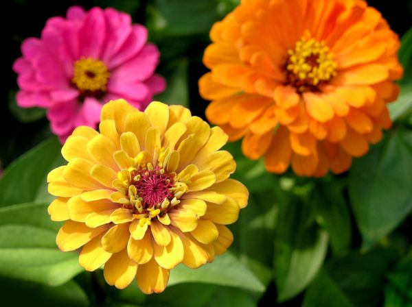 Zinnia Planting in Buford