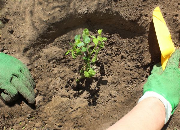 Rose Bush Planting in Buford