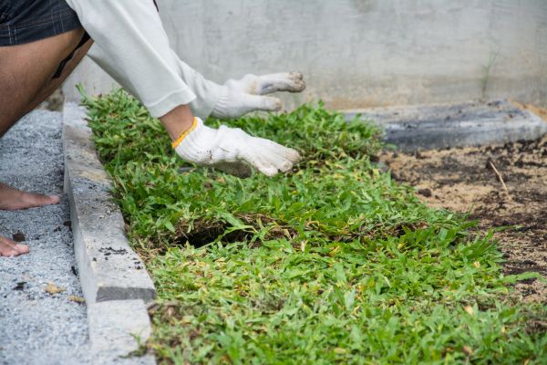 Ground Cover Planting in Buford