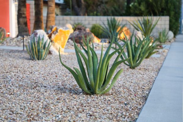 Drought Resistant Landscaping in Buford