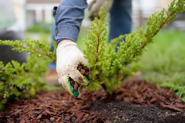 Church Mulching in Buford