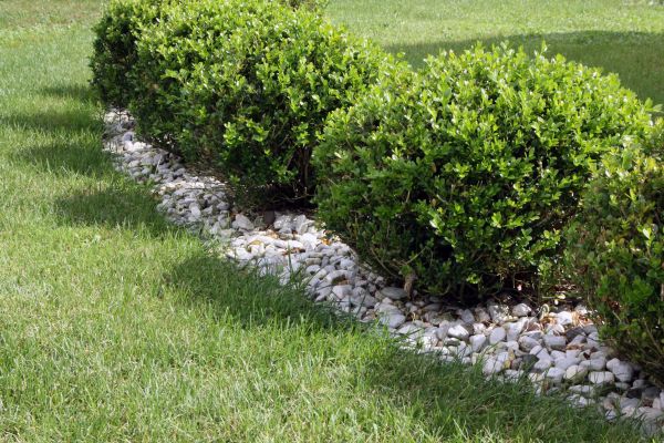 Boxwood Planting in Buford